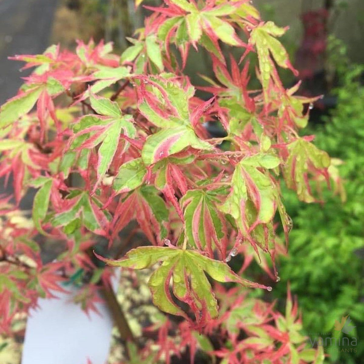 Acer palmatum Kagiri Nishiki-2