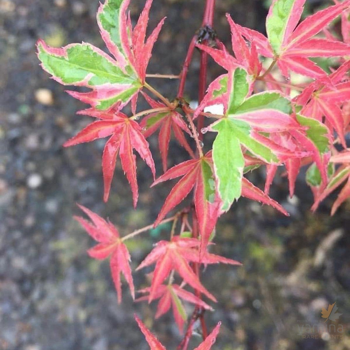 Acer palmatum Kagiri Nishiki-3