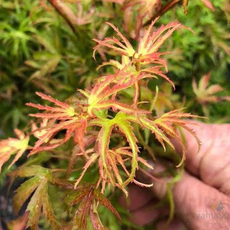 Acer palmatum Kamagata 1