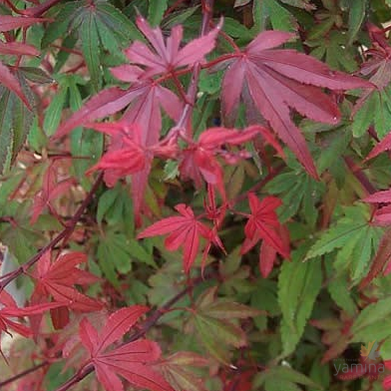 Acer palmatum 'Kandy Kitchen'