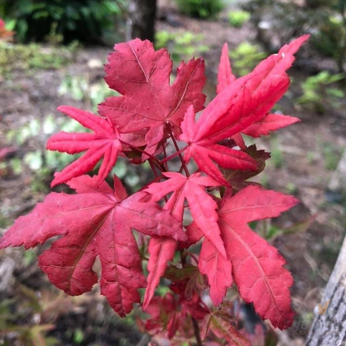 Acer palmatum Kasagi yama 1