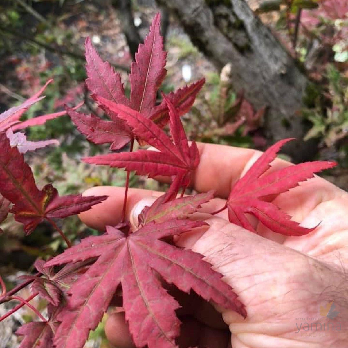 Acer palmatum Kasagi yama 2