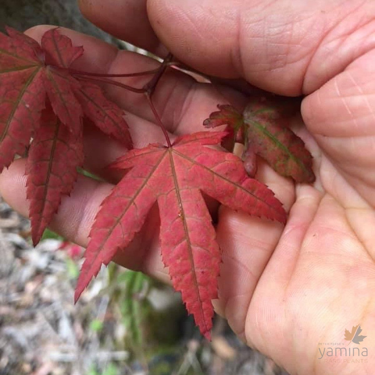 Acer palmatum Kasagi yama 3