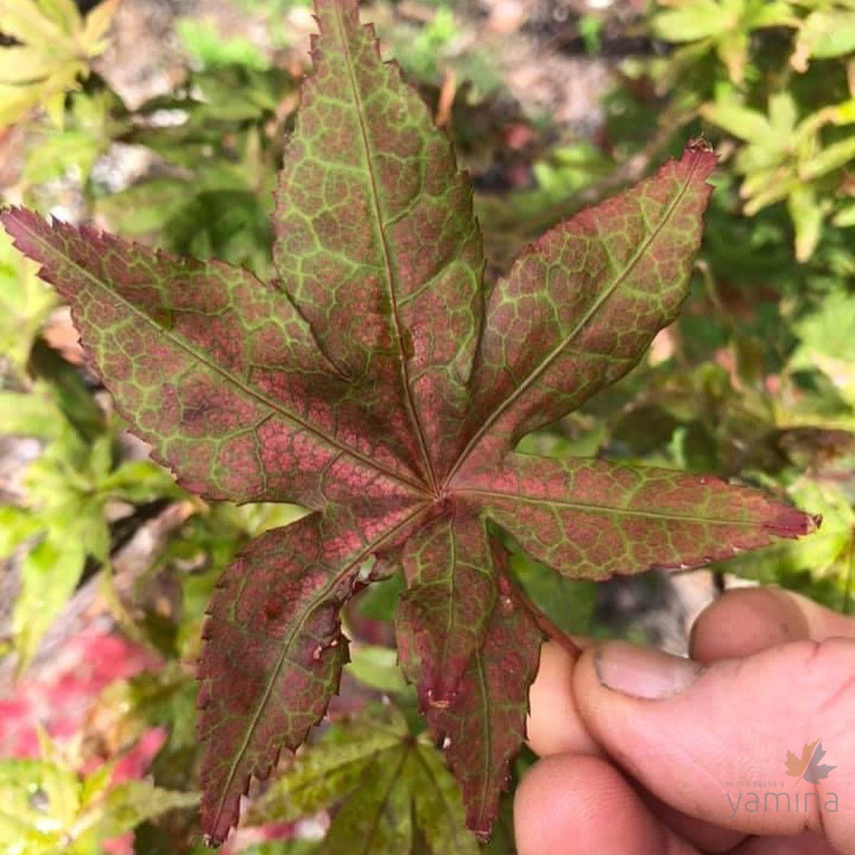 Acer palmatum Kasagi yama 4