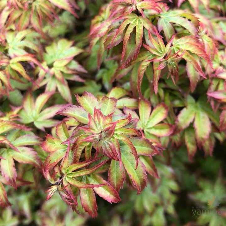 Acer palmatum Komachi Hime 1