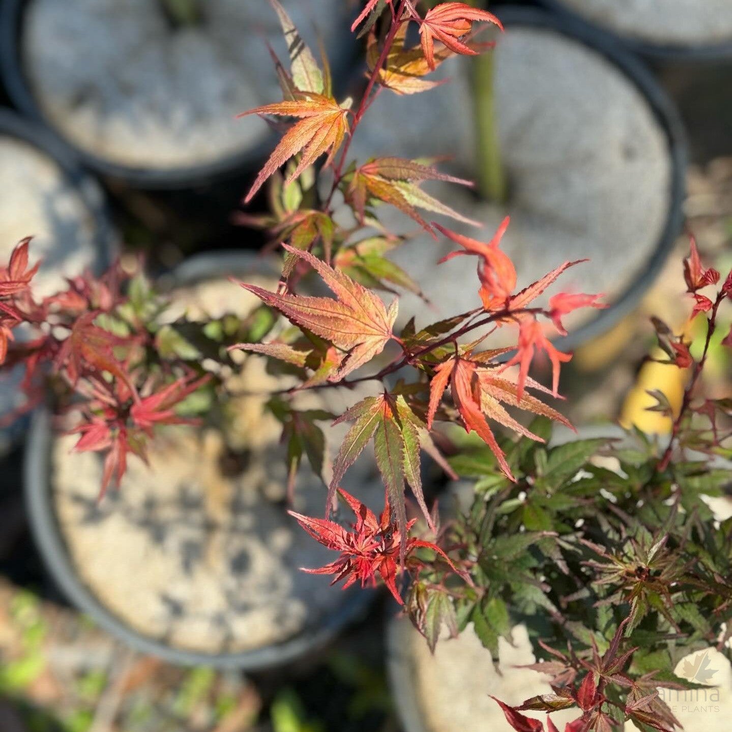 Acer palmatum 'Kuro hime' 1