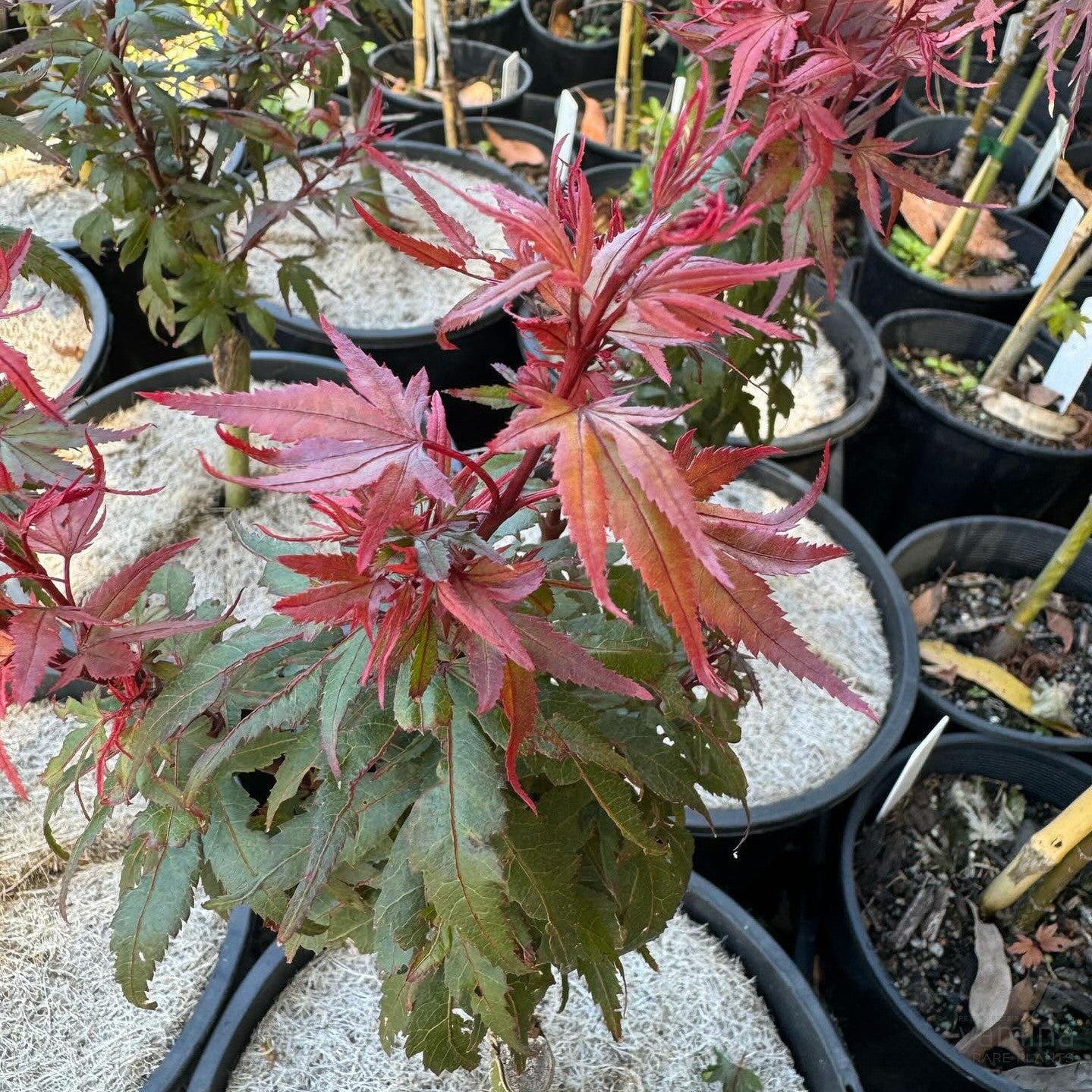 Acer palmatum 'Kuro hime' 3