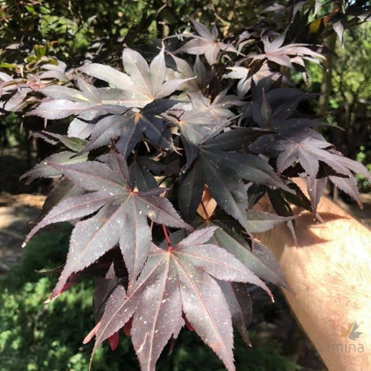 Acer palmatum Mars 2