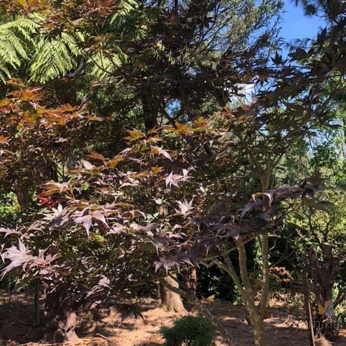 Acer palmatum Mars 3
