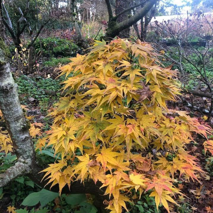 Acer palmatum 'Mikawa Yatsubusa' 2