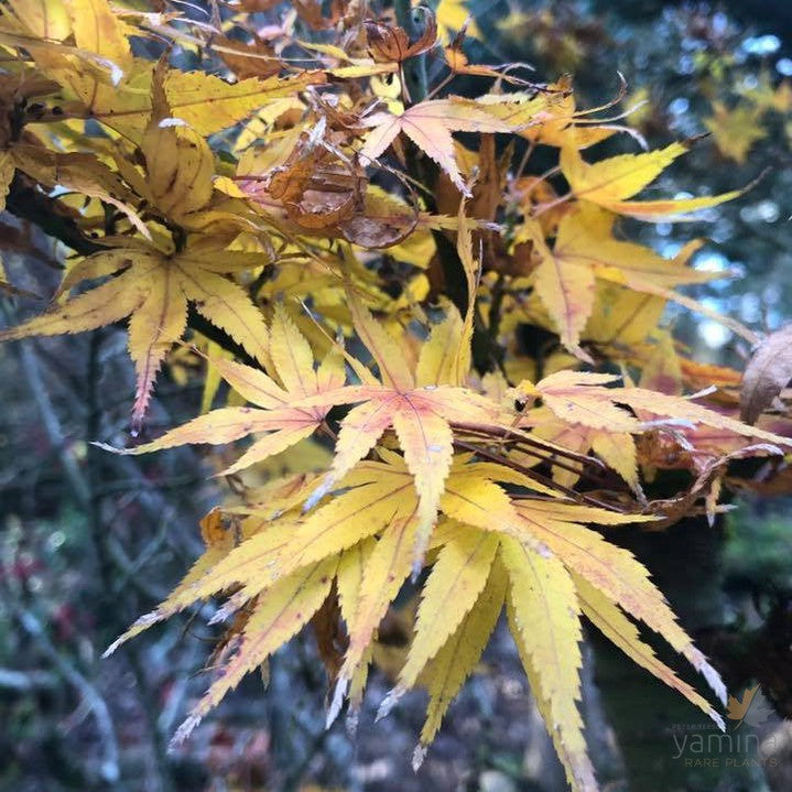 Acer palmatum 'Mikawa Yatsubusa' 3