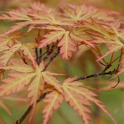 Acer palmatum Mure hibari