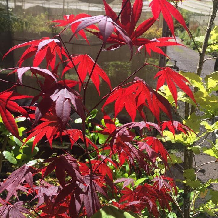 Acer palmatum  'Okagami' 1