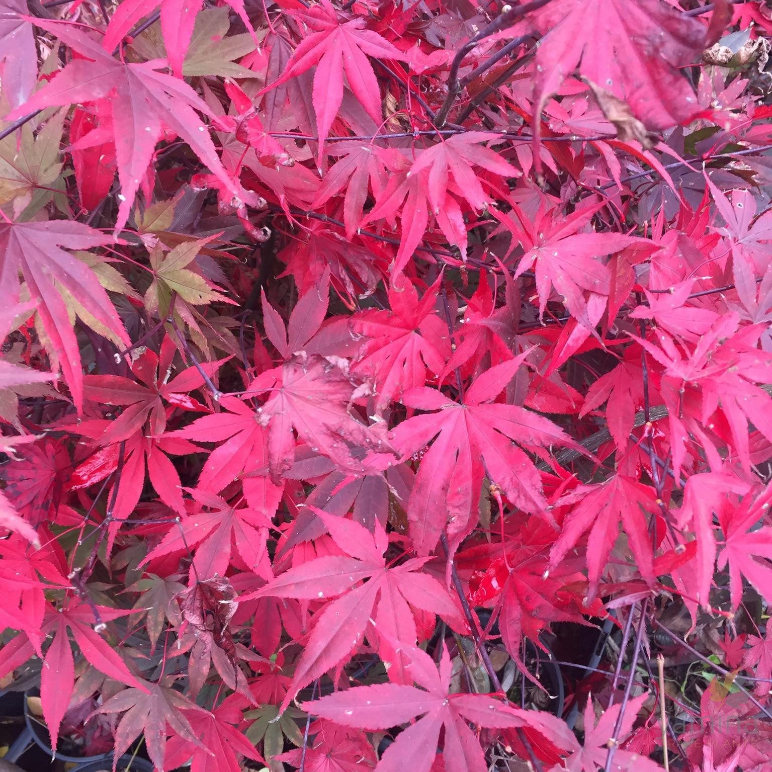 Acer palmatum  'Okagami' 2