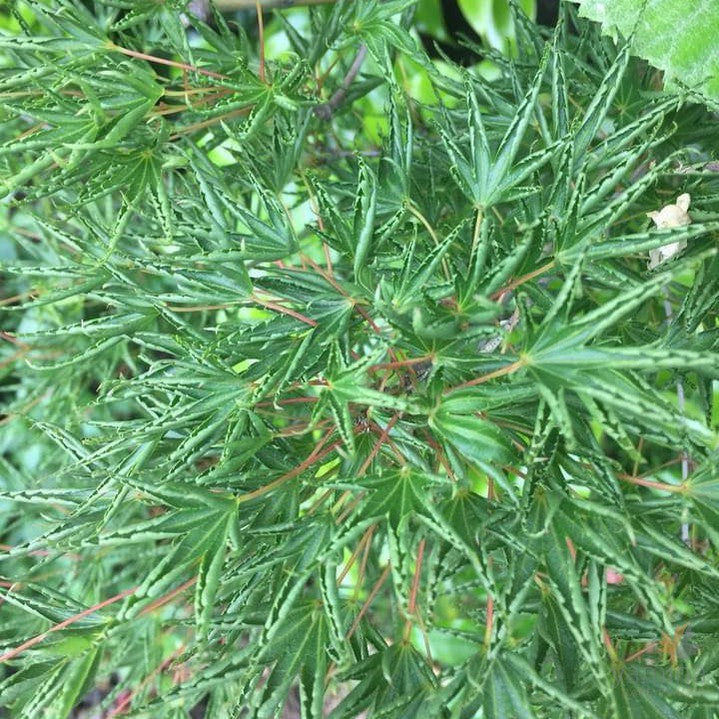 Acer palmatum Okushimo 1