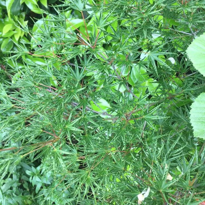 Acer palmatum Okushimo 2