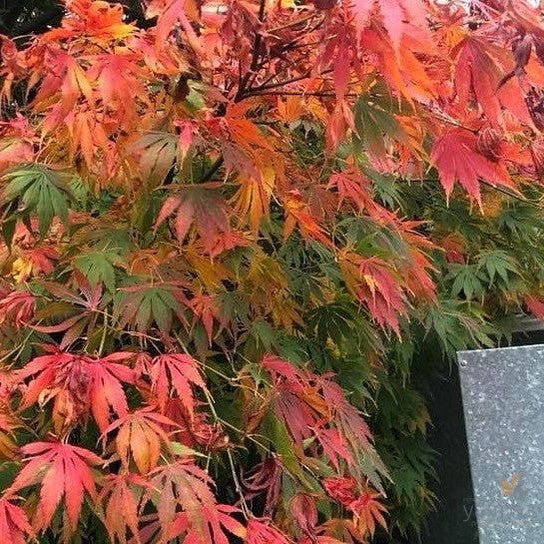 Acer palmatum Omurayama 1