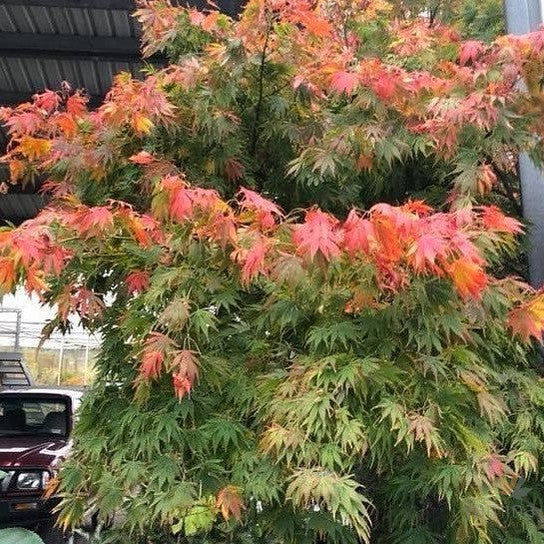 Acer palmatum Omurayama 2