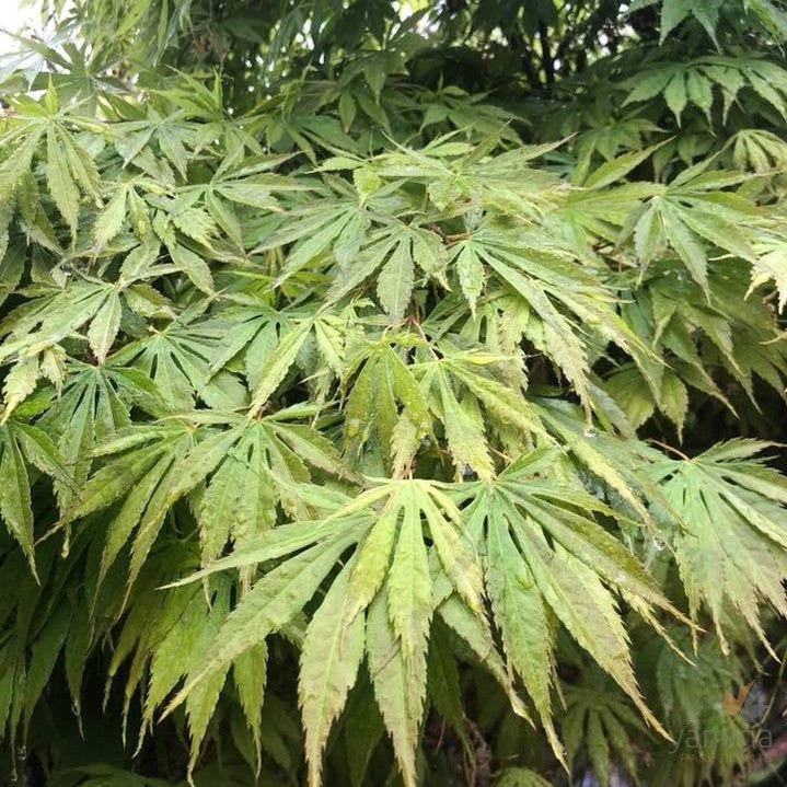 Acer palmatum Omurayama 3