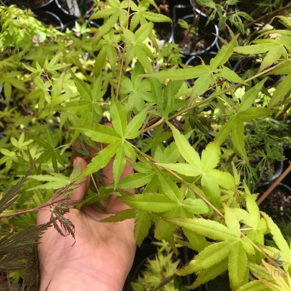 Acer palmatum 'Orange Dream' 1