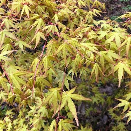 Acer palmatum 'Orange Dream' 2