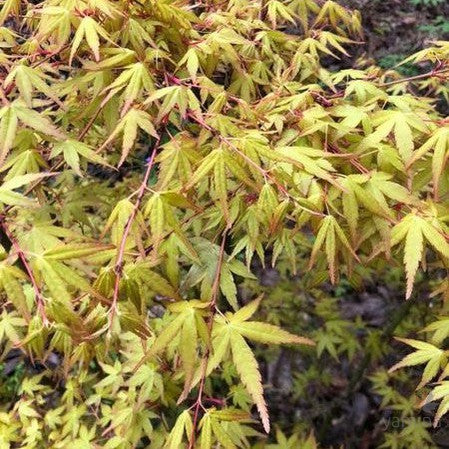 Acer palmatum 'Orange Dream' 2