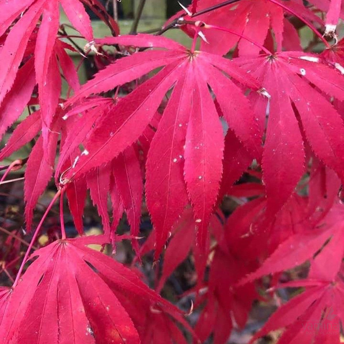 Acer palmatum 'Oregon Sunset' 1