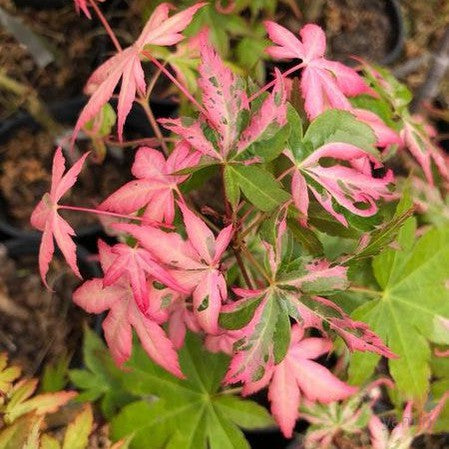 Acer palmatum Orido Nishiki 1