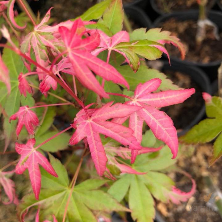 Acer palmatum Orido Nishiki 2