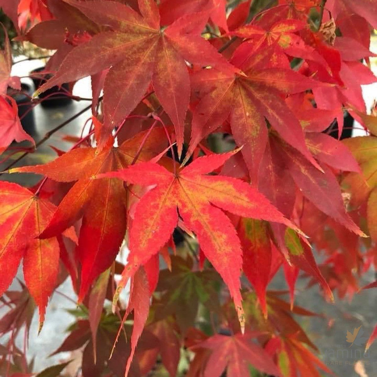 Acer palmatum 'Osakazuki' 1