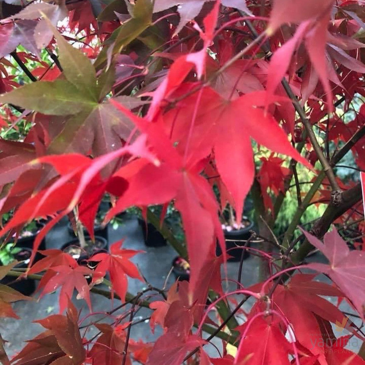 Acer palmatum 'Osakazuki' 2