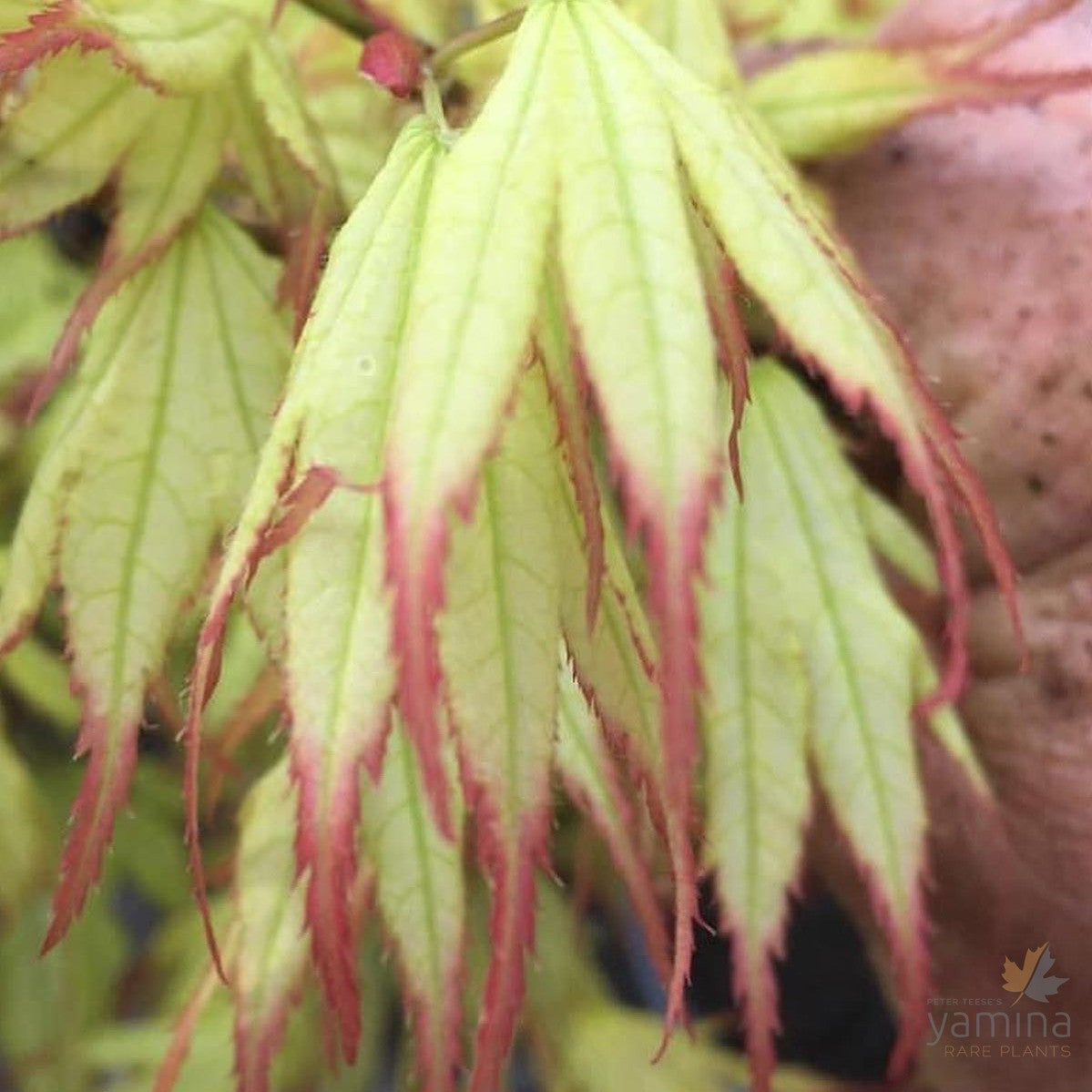 Acer palmatum 'Peaches and Cream' 1