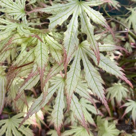 Acer palmatum 'Peaches and Cream' 2