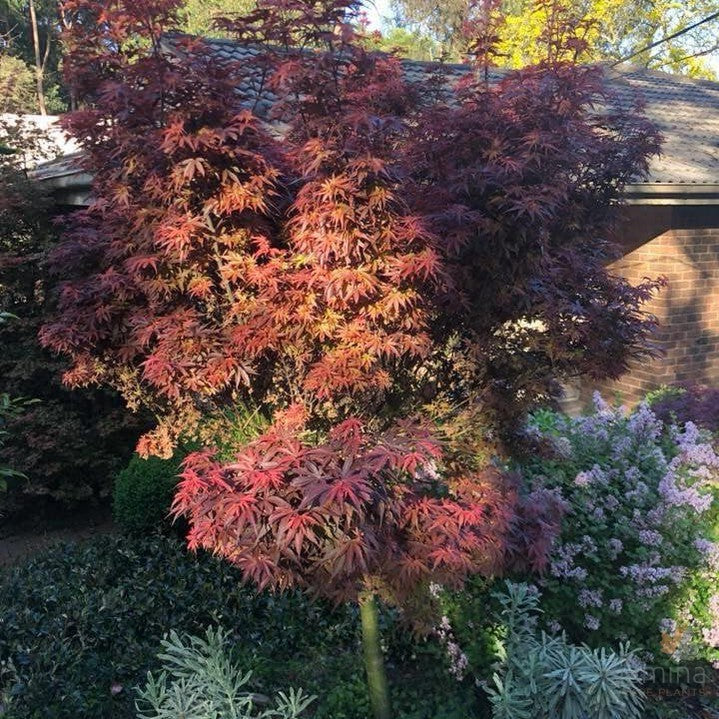 Acer palmatum Pixie 1