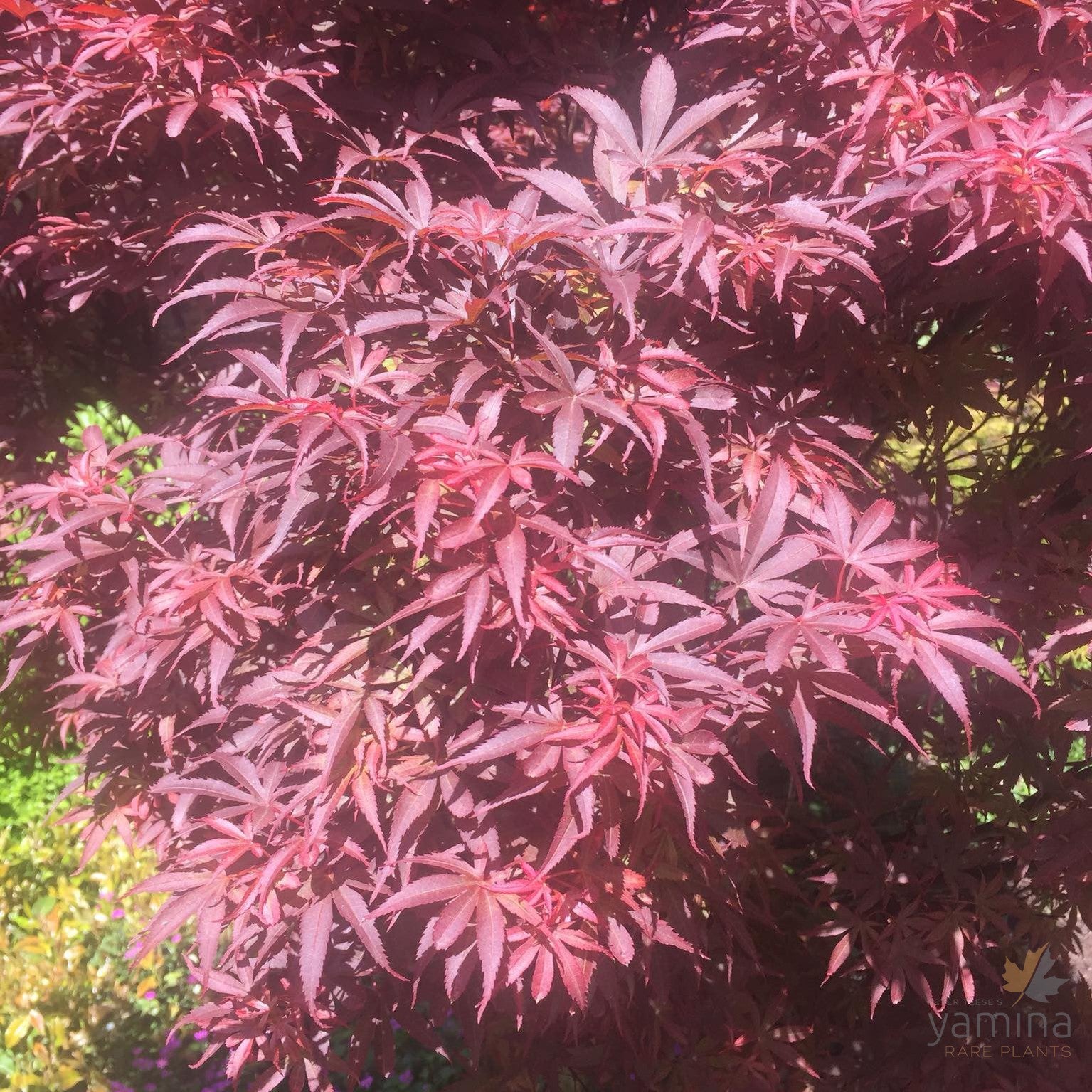 Acer palmatum Pixie 2