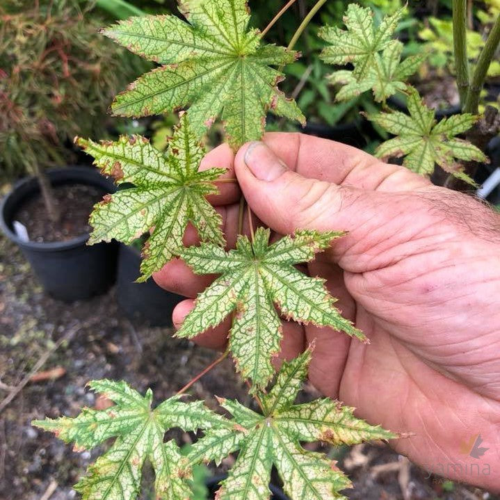 Acer palmatum Reticulatum Como 1