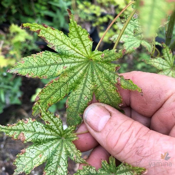 Acer palmatum Reticulatum Como 2