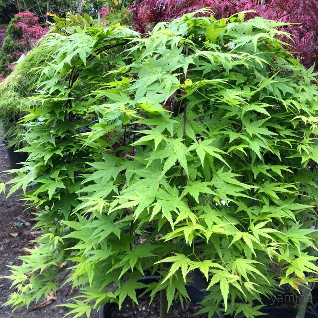 Acer palmatum Ryusen 1