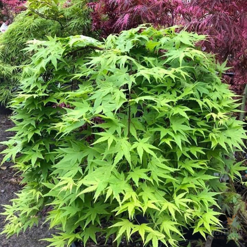 Acer palmatum Ryusen 2