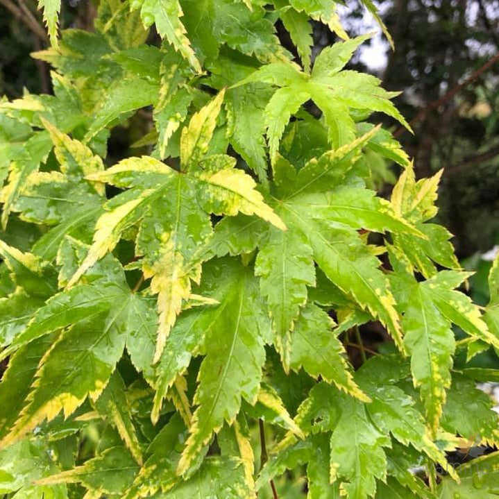 Acer palmatum Sagara Nishiki 1