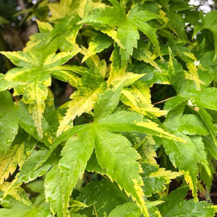 Acer palmatum Sagara Nishiki 3