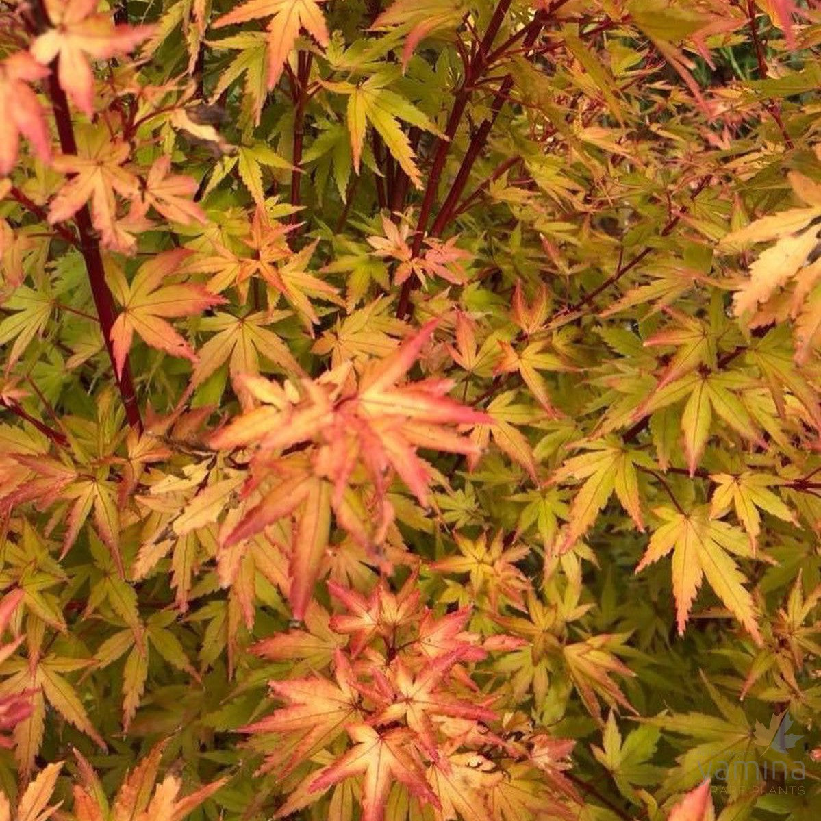 Acer palmatum Sango Kaku 3