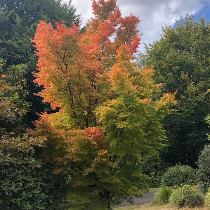 Acer palmatum Sango Kaku