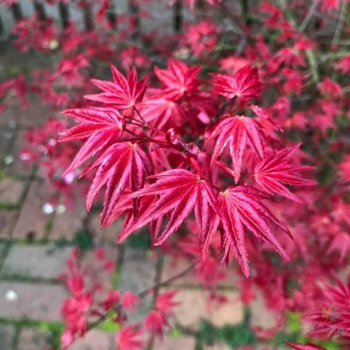 Acer palmatum  'Shindeshojo' 1