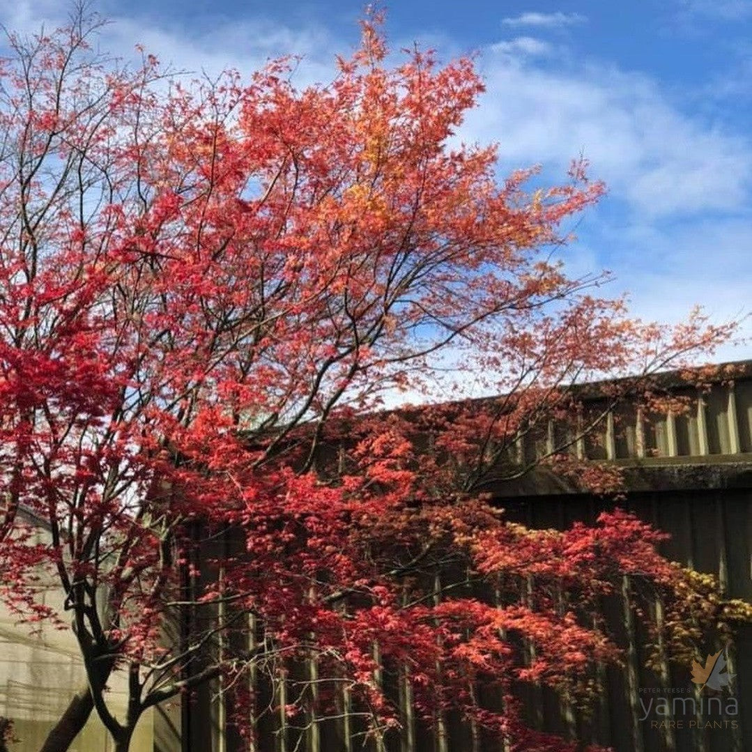 Acer palmatum  'Shindeshojo' 2