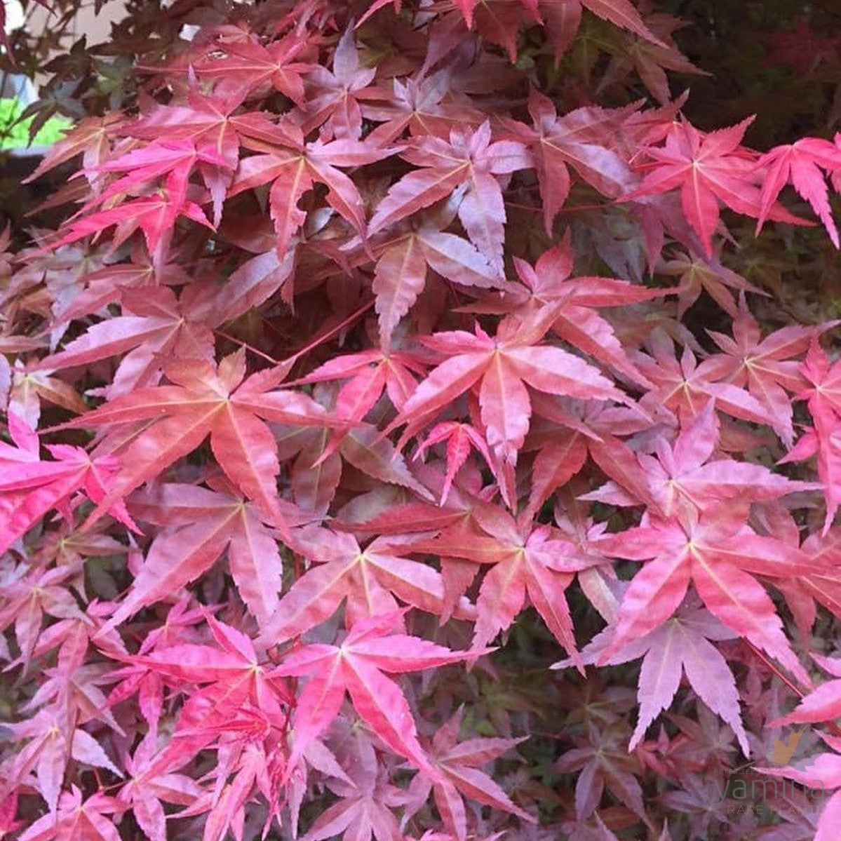 Acer palmatum  'Shindeshojo' 3