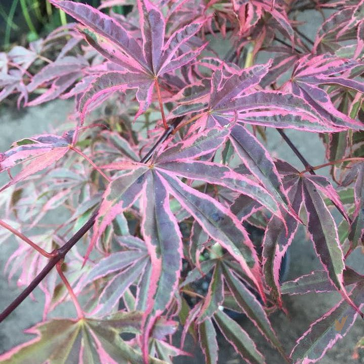 Acer palmatum Shiraz 2