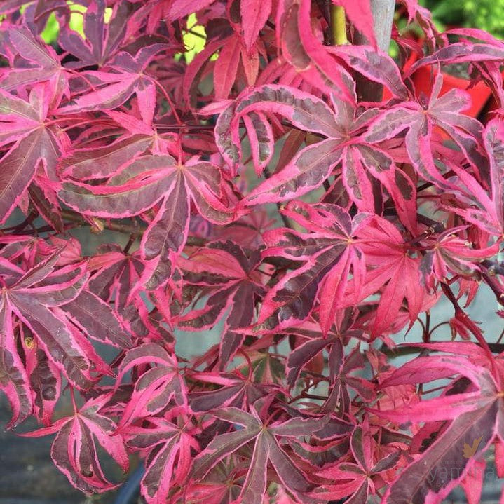 Acer palmatum Shiraz 3