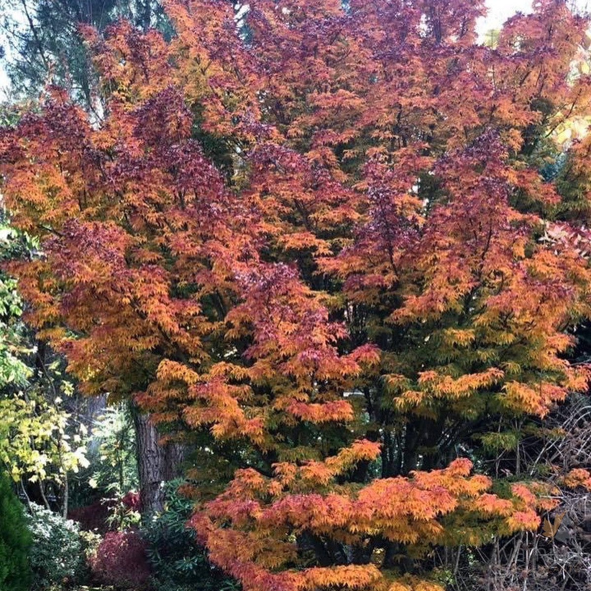 Acer palmatum Shishi Gashira