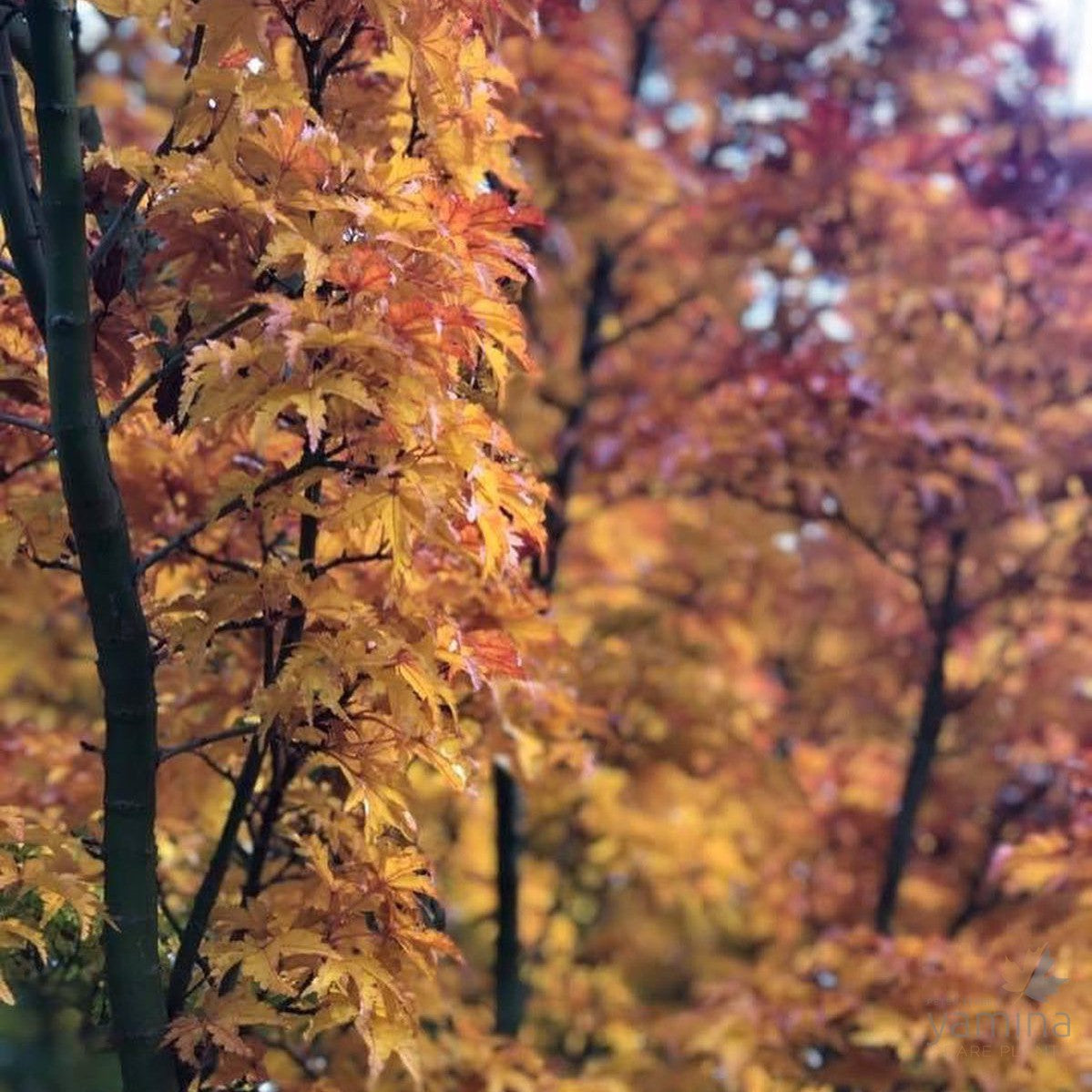 Acer palmatum  'Shishi Gashira' 3